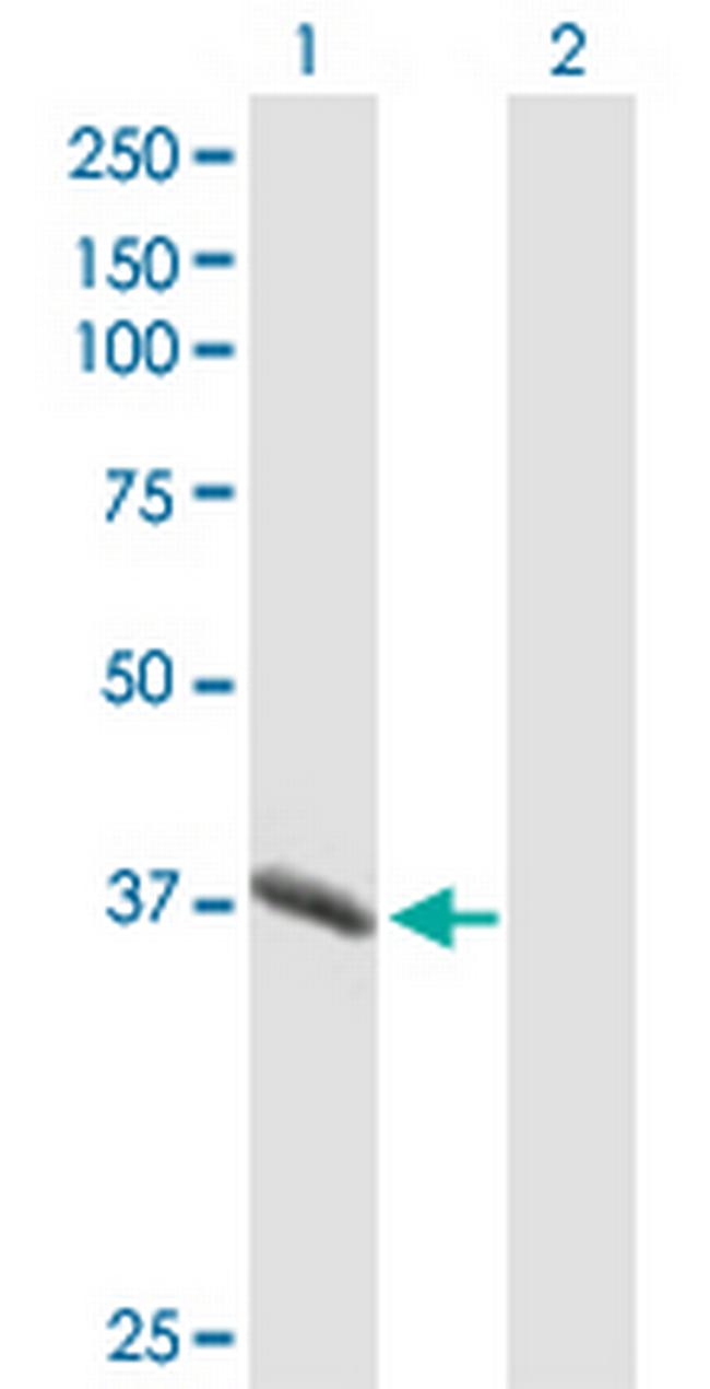 PGC Antibody in Western Blot (WB)