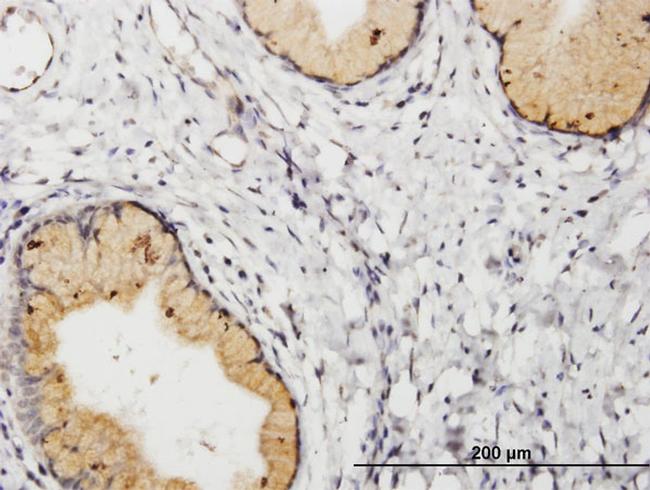 PGF Antibody in Immunohistochemistry (Paraffin) (IHC (P))