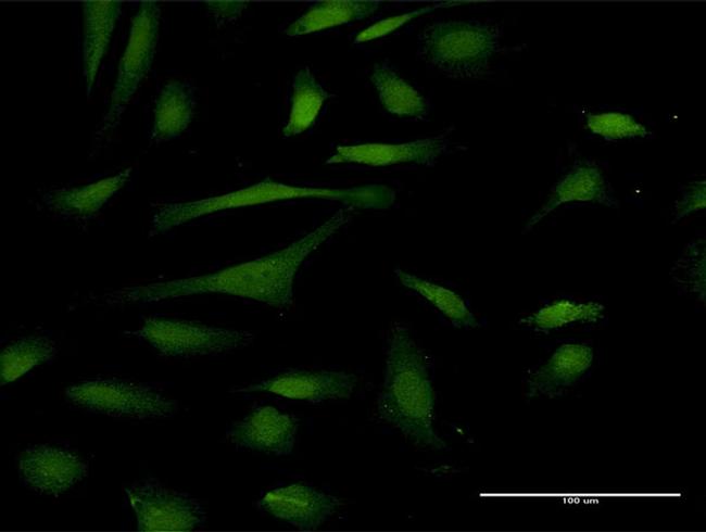 PIN4 Antibody in Immunocytochemistry (ICC/IF)