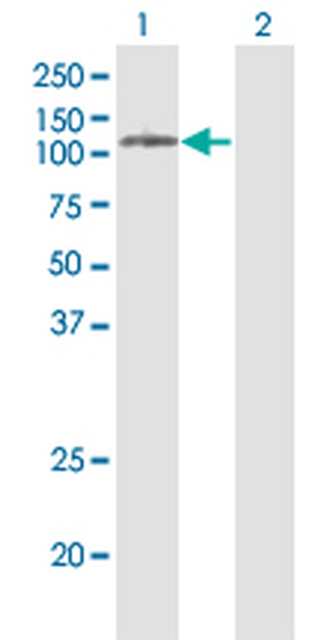 PLD2 Antibody in Western Blot (WB)