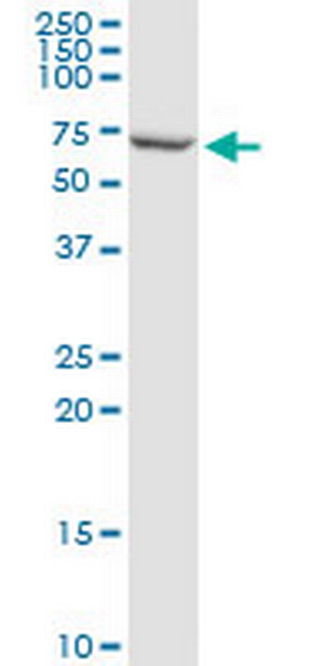 PLIN Antibody in Western Blot (WB)