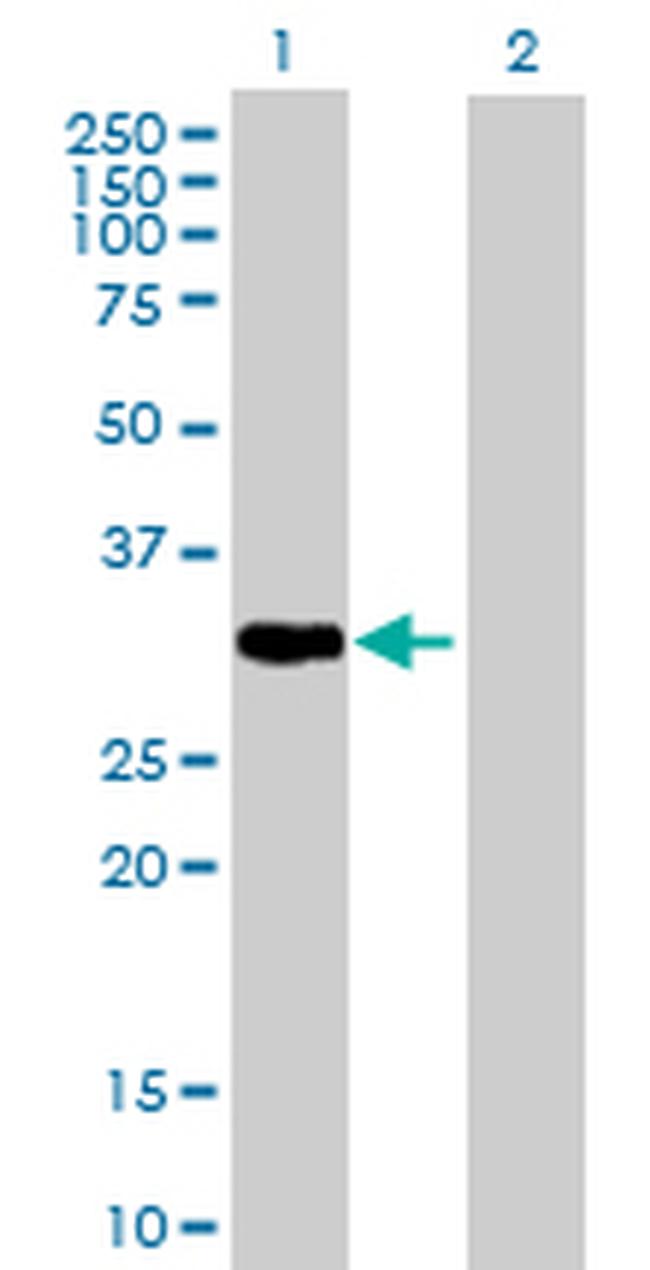 PLSCR1 Antibody in Western Blot (WB)