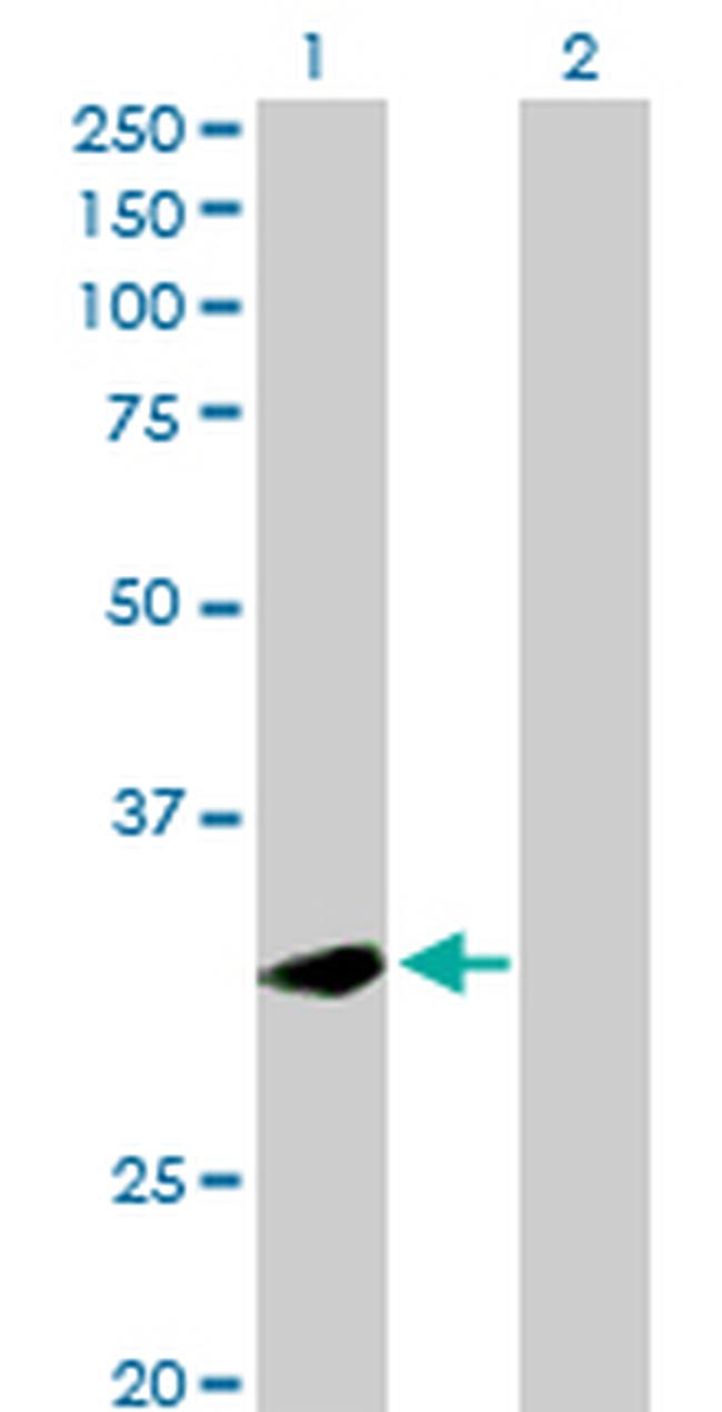 PLSCR1 Antibody in Western Blot (WB)