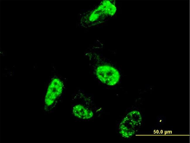 PML Antibody in Immunocytochemistry (ICC/IF)