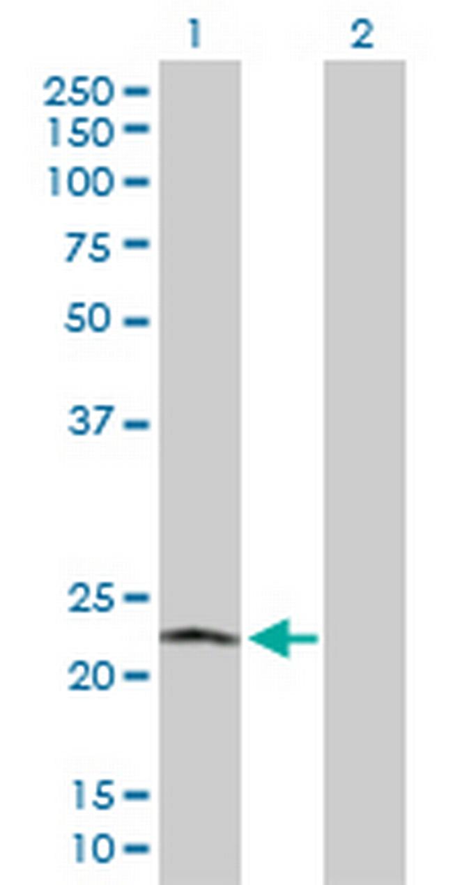 POLR2L Antibody in Western Blot (WB)