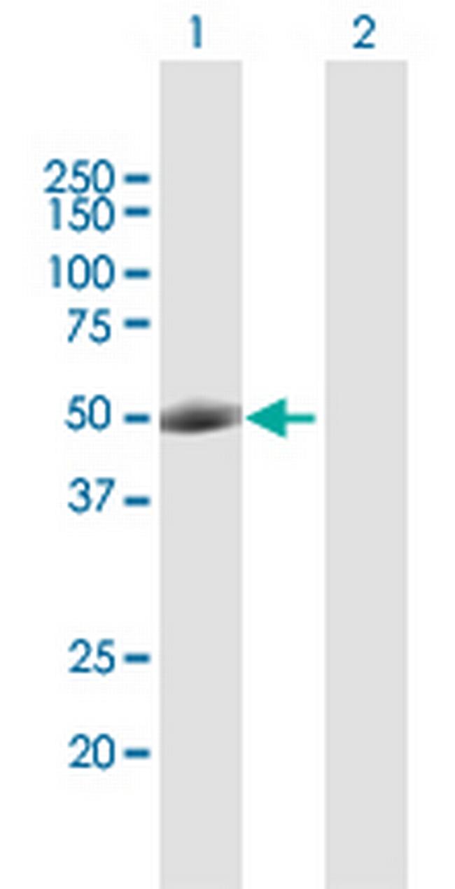 POU2F2 Antibody in Western Blot (WB)