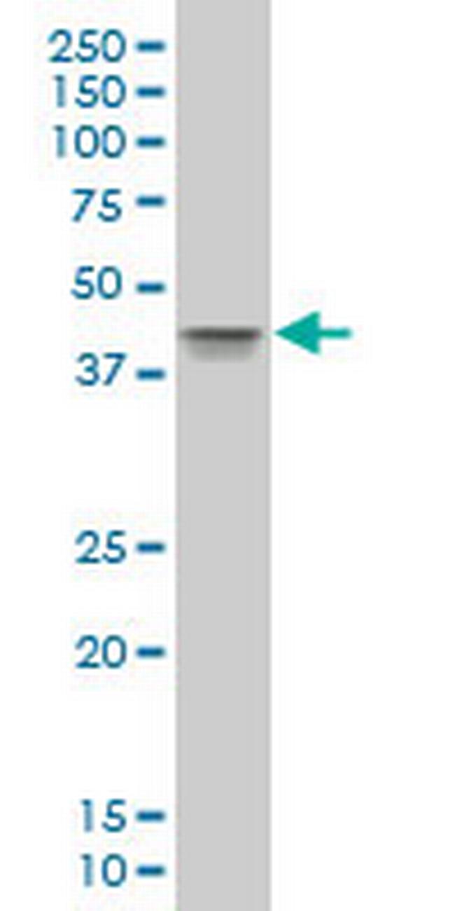 POU5F1 Antibody in Western Blot (WB)