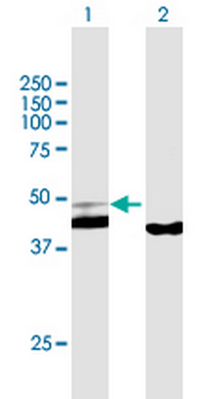 PPID Antibody in Western Blot (WB)