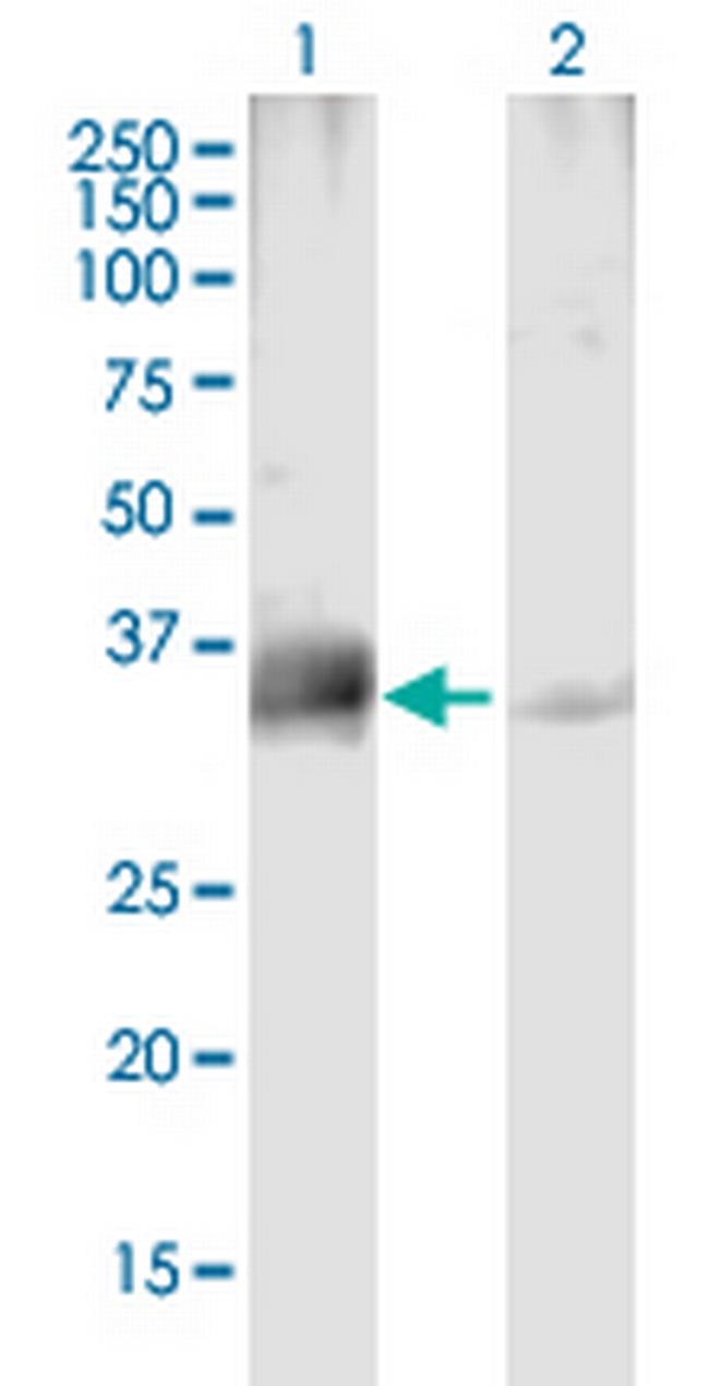 PPP4C Antibody in Western Blot (WB)