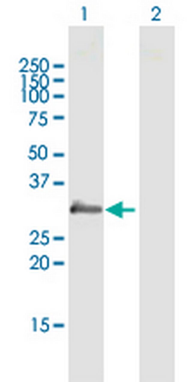 PRG2 Antibody in Western Blot (WB)