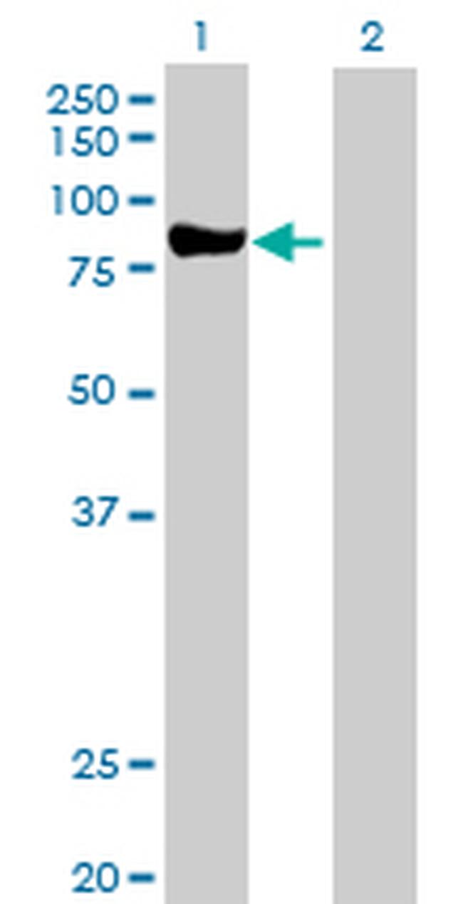 PRKCD Antibody in Western Blot (WB)