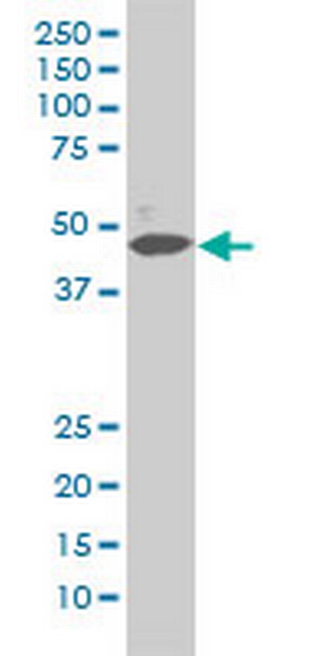 MAPK1 Antibody in Western Blot (WB)