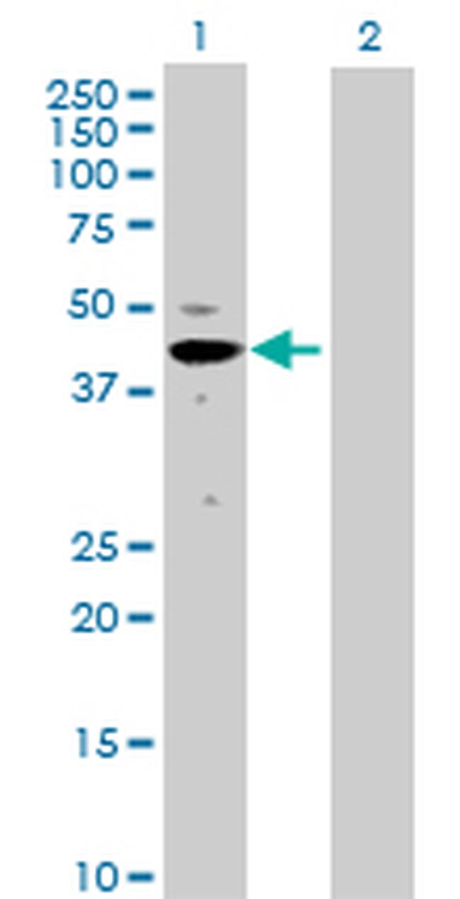 MAPK3 Antibody in Western Blot (WB)