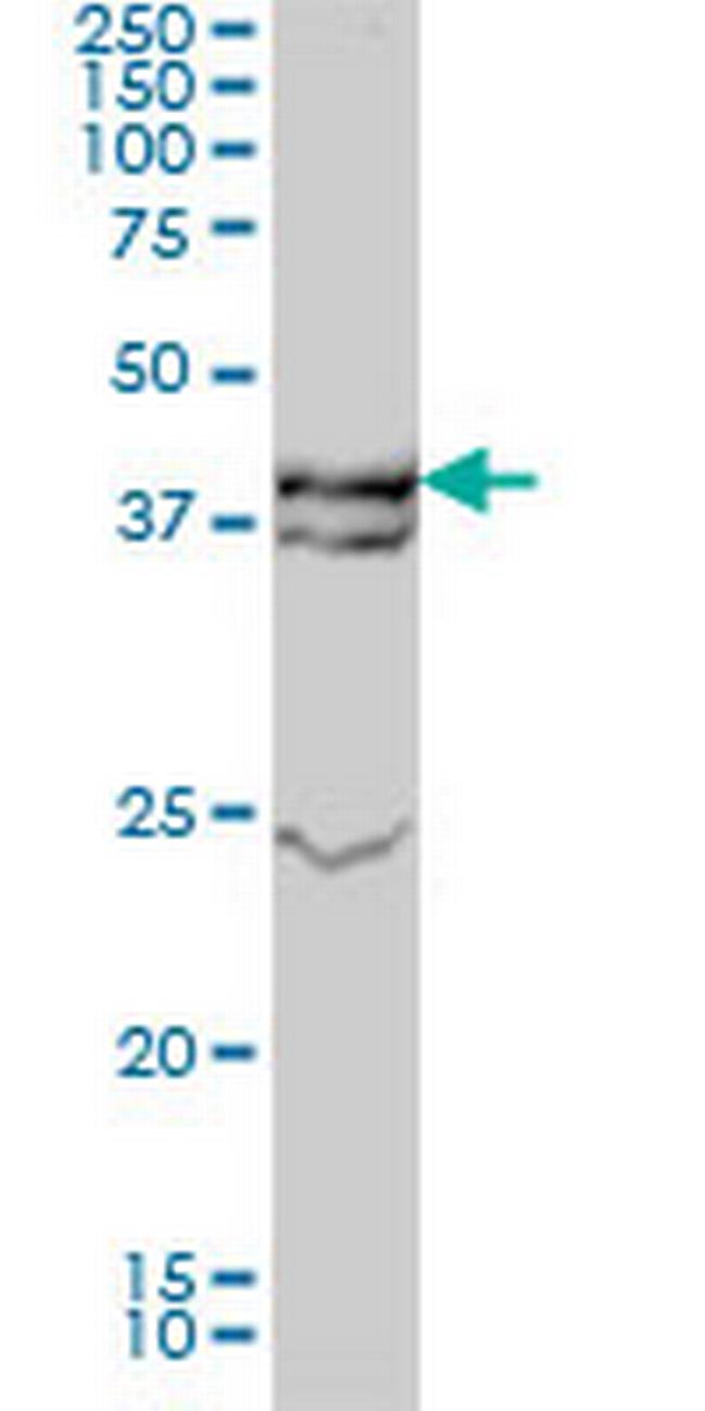 MAPK3 Antibody in Western Blot (WB)