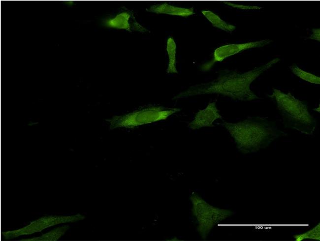 MAPK3 Antibody in Immunocytochemistry (ICC/IF)