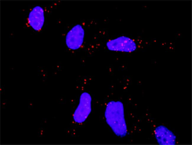 MAPK8 Antibody in Proximity Ligation Assay (PLA) (PLA)