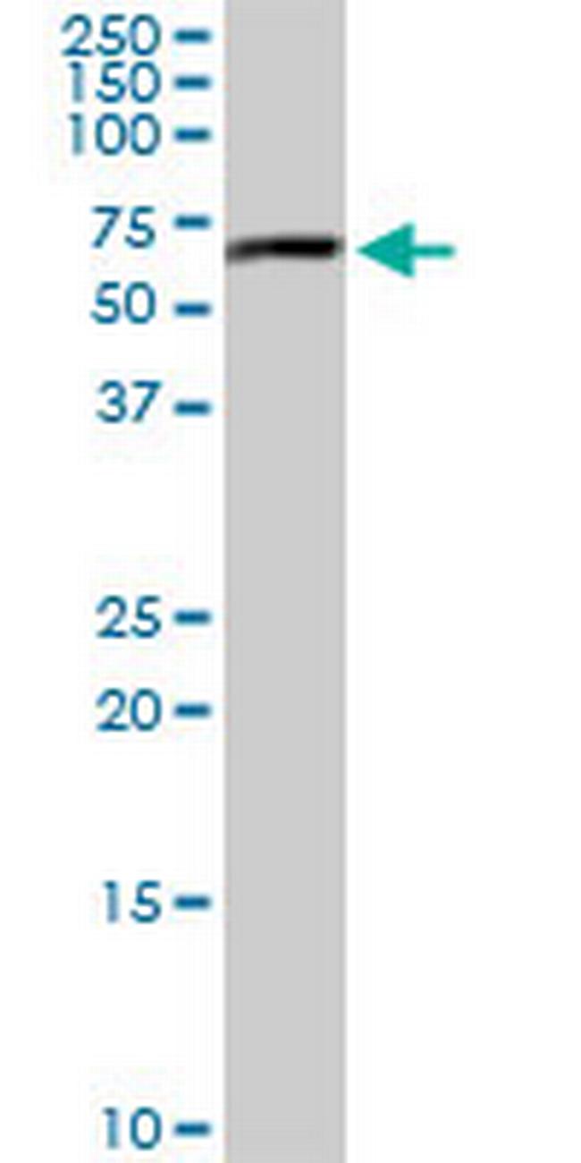 MAPK8 Antibody in Western Blot (WB)