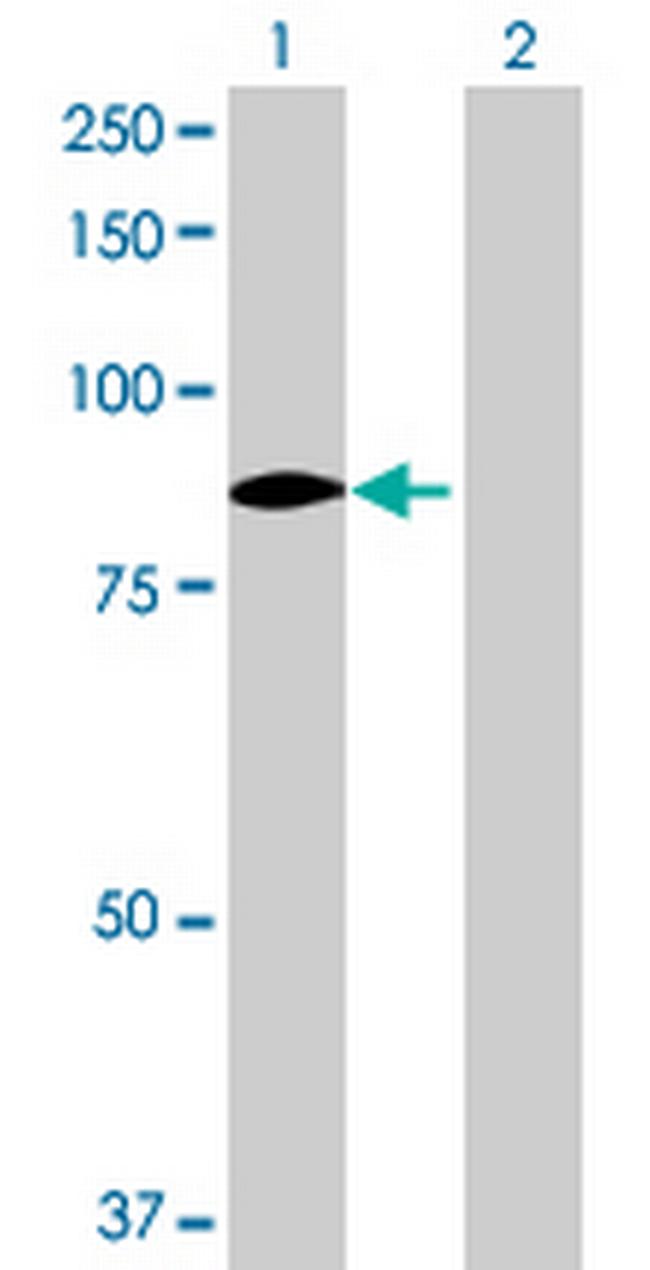 PTK2 Antibody in Western Blot (WB)