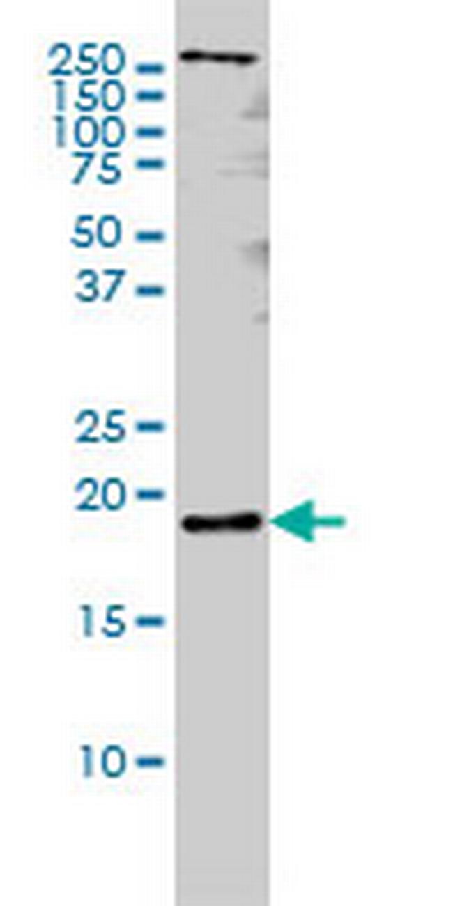 PTN Antibody in Western Blot (WB)