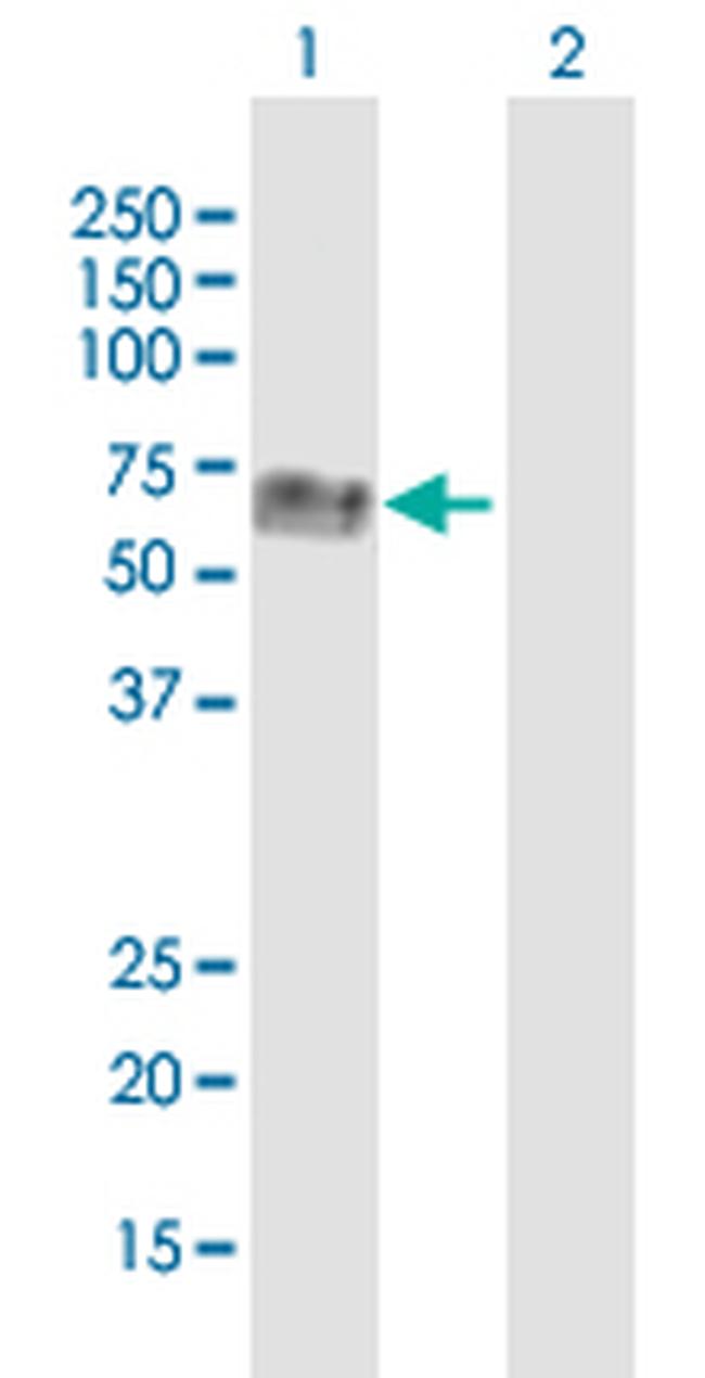 QSOX1 Antibody in Western Blot (WB)