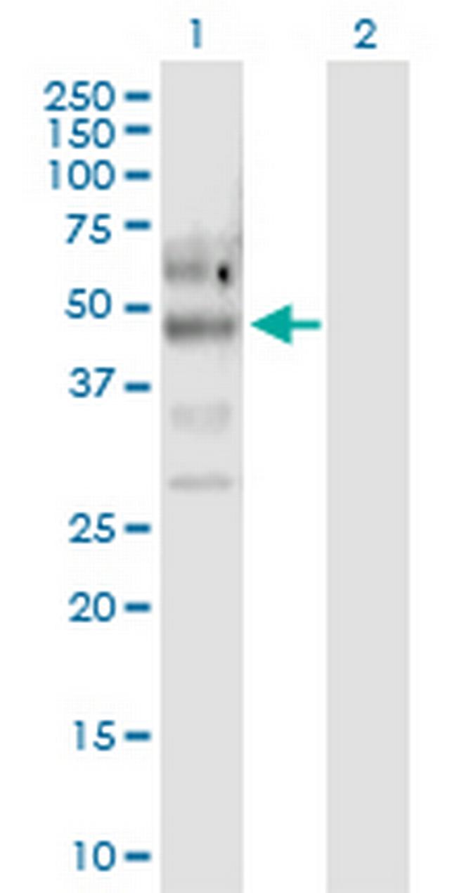 PTPN11 Antibody in Western Blot (WB)