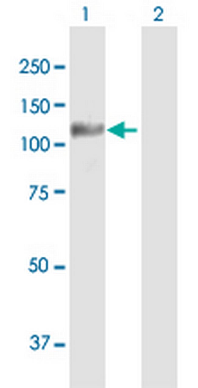 PTPRN Antibody in Western Blot (WB)