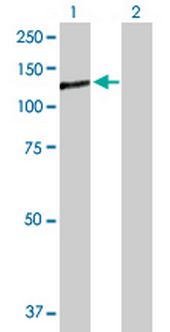 PTPRN Antibody in Western Blot (WB)