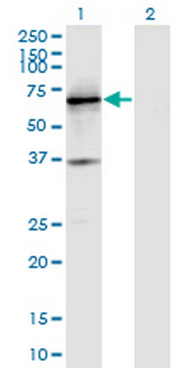 PTPRN Antibody in Western Blot (WB)