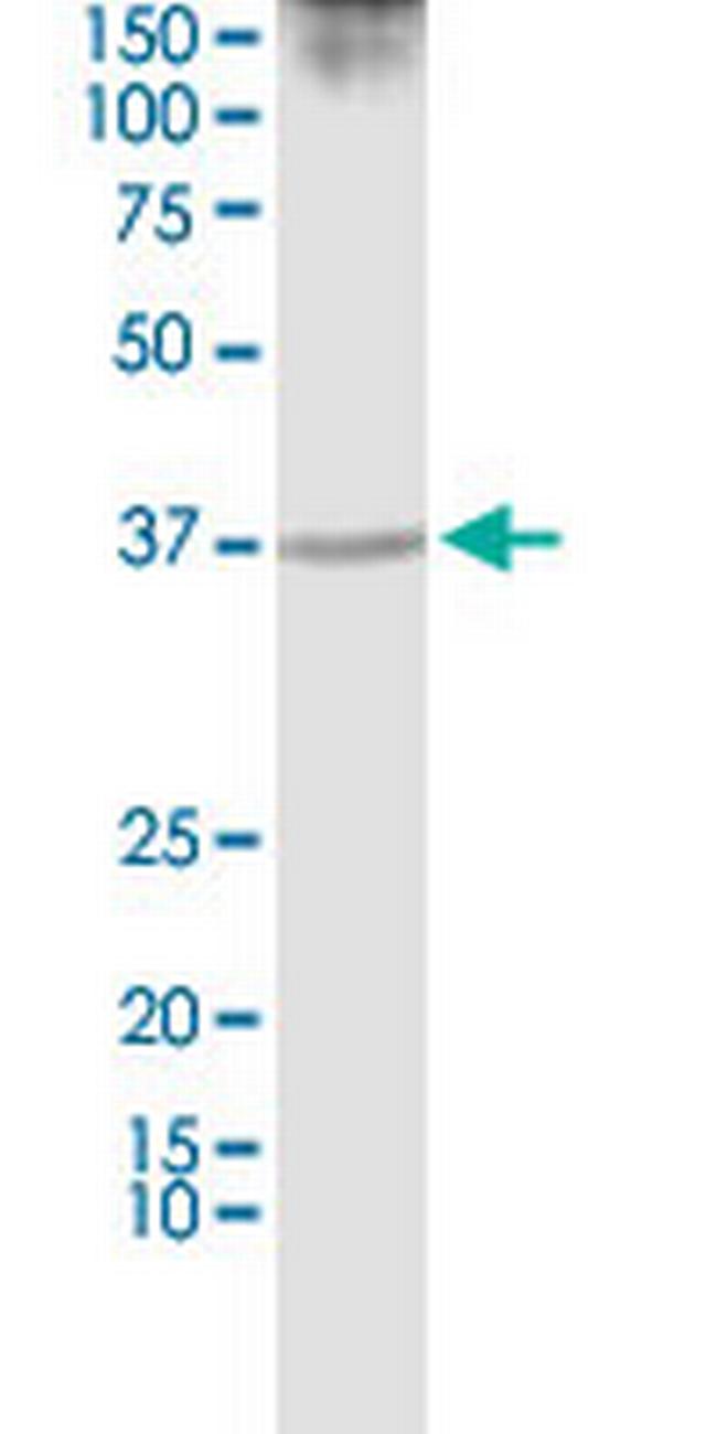 PURA Antibody in Western Blot (WB)