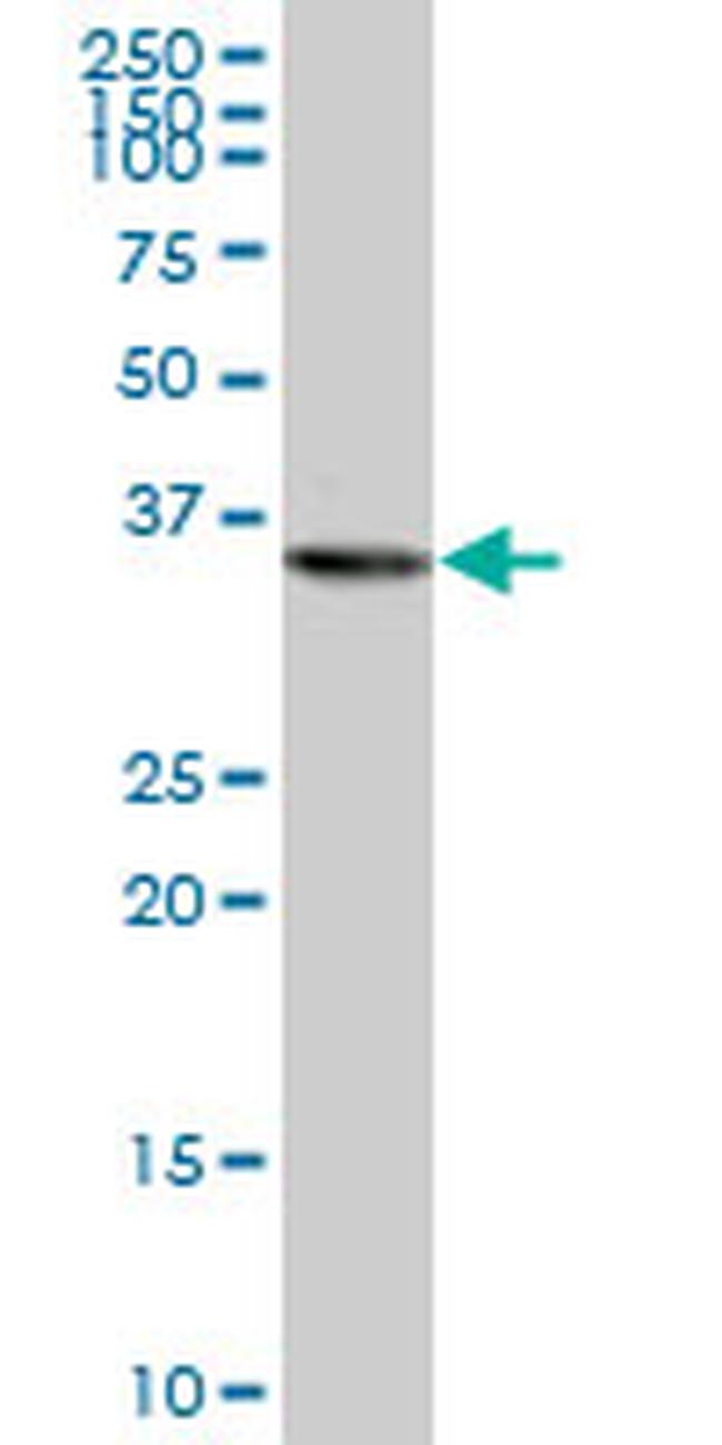 PURA Antibody in Western Blot (WB)