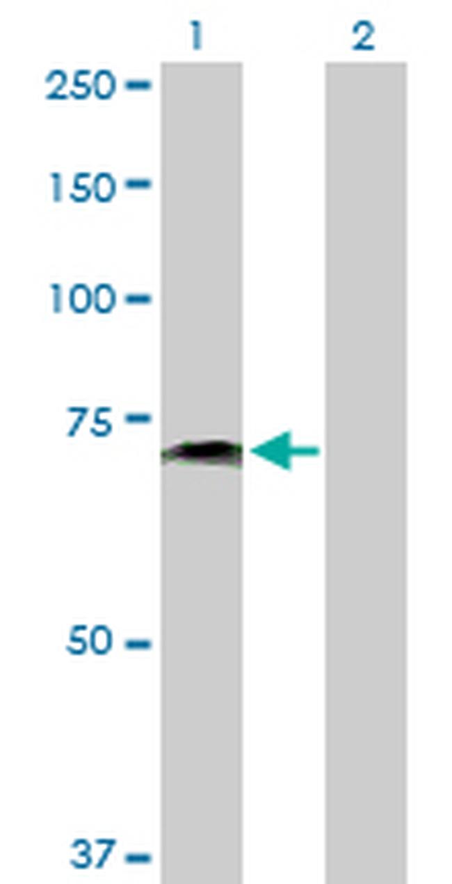 PVRL2 Antibody in Western Blot (WB)