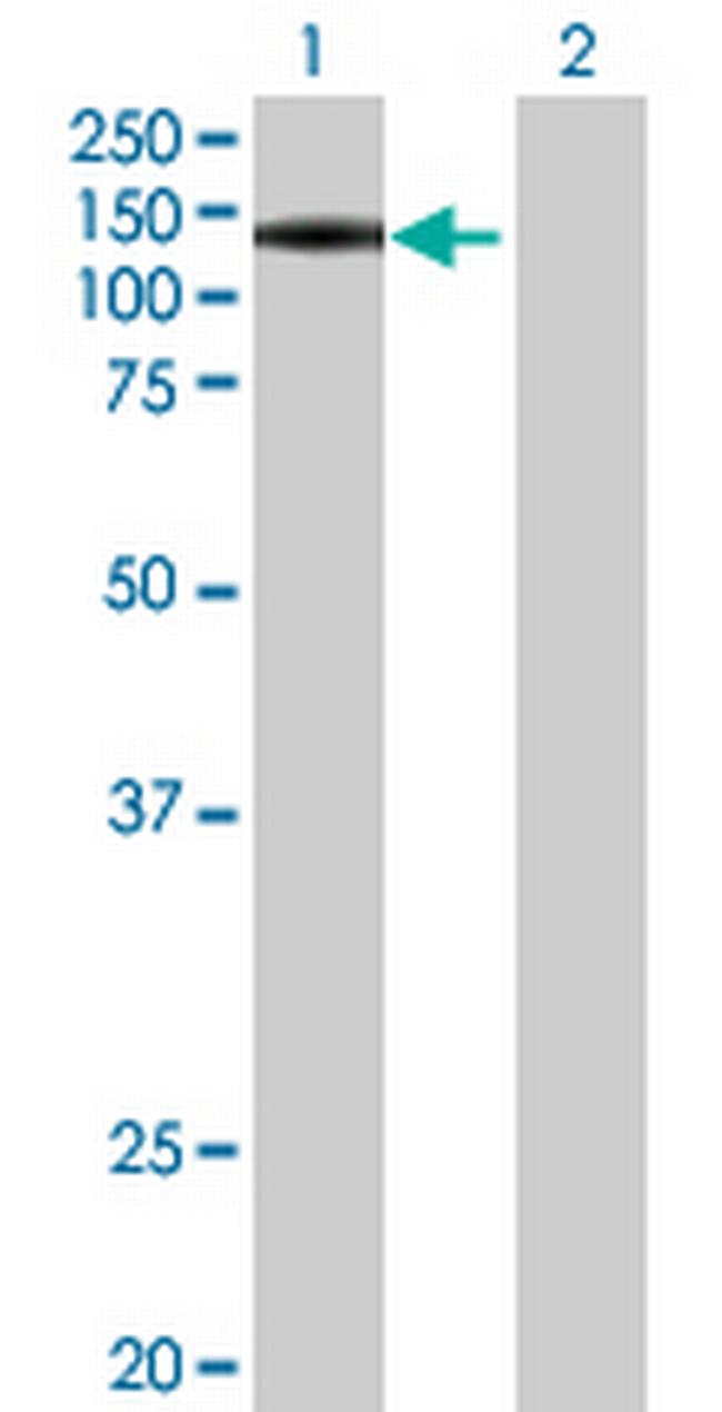 PWP2 Antibody in Western Blot (WB)