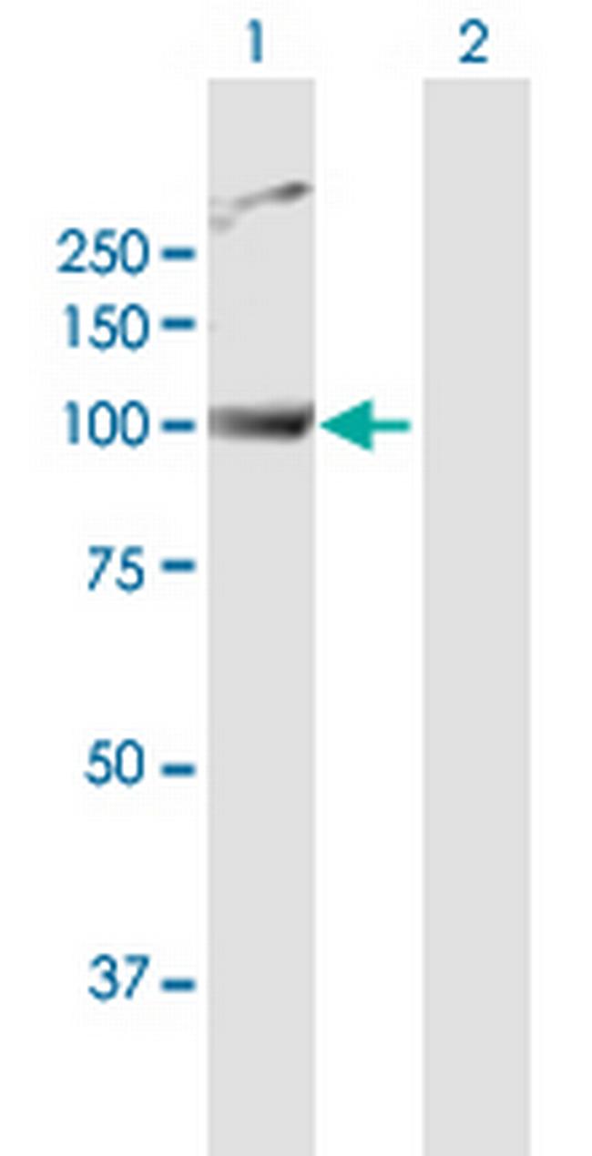 PWP2 Antibody in Western Blot (WB)