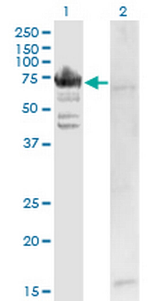 RARS Antibody in Western Blot (WB)