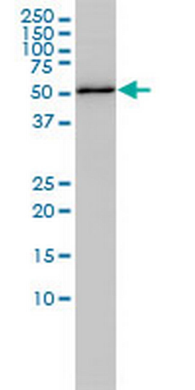 RBBP4 Antibody in Western Blot (WB)