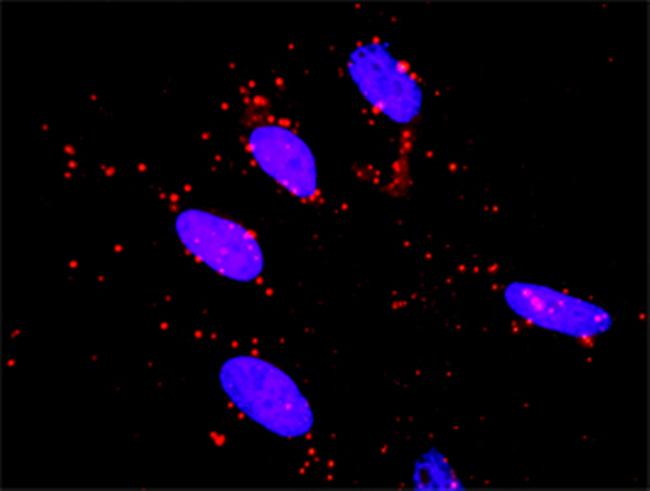 RET Antibody in Proximity Ligation Assay (PLA) (PLA)