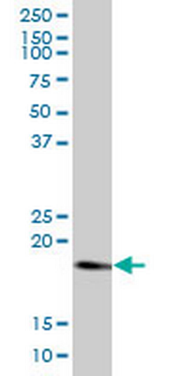 RHEB Antibody in Western Blot (WB)