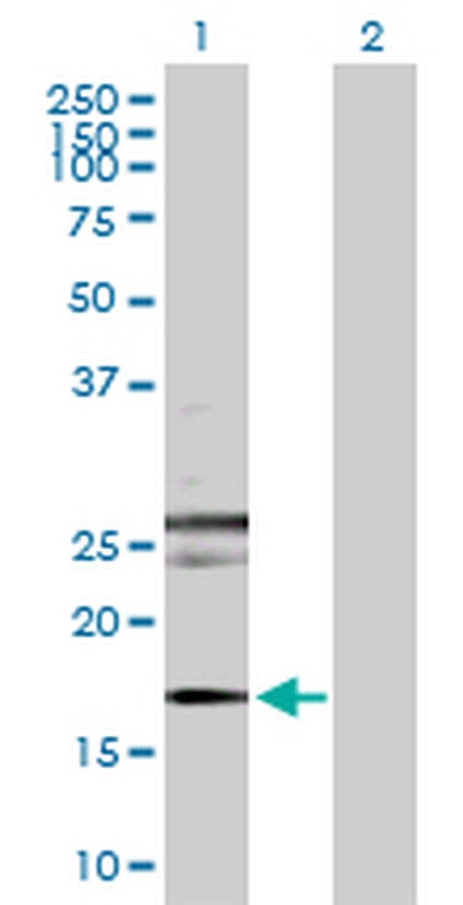 RHEB Antibody in Western Blot (WB)