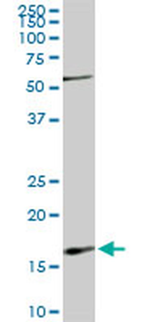 RHEB Antibody in Western Blot (WB)