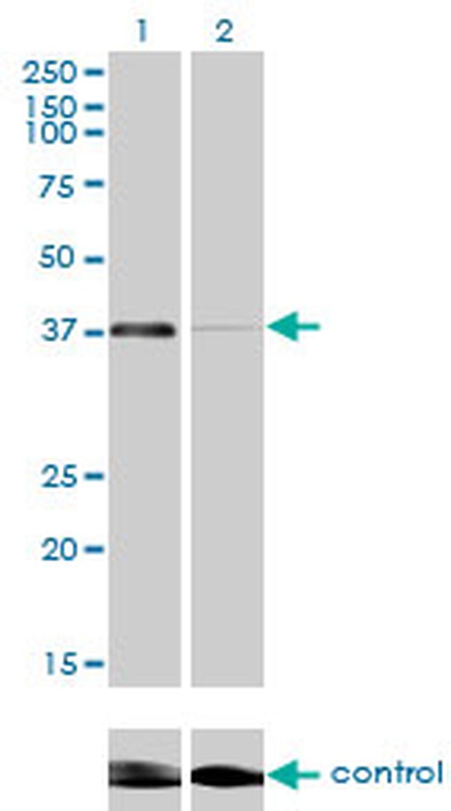 RNF2 Antibody in Western Blot (WB)