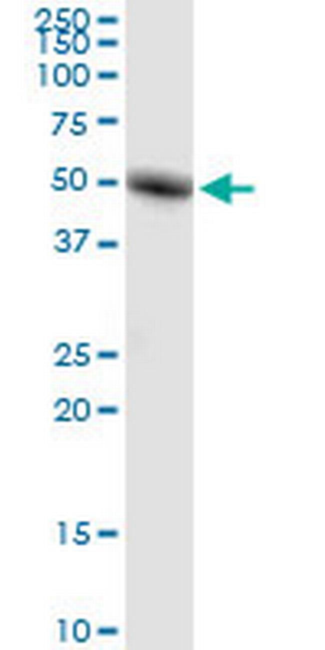 RORC Antibody in Western Blot (WB)