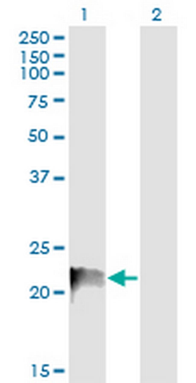 RRAS Antibody in Western Blot (WB)