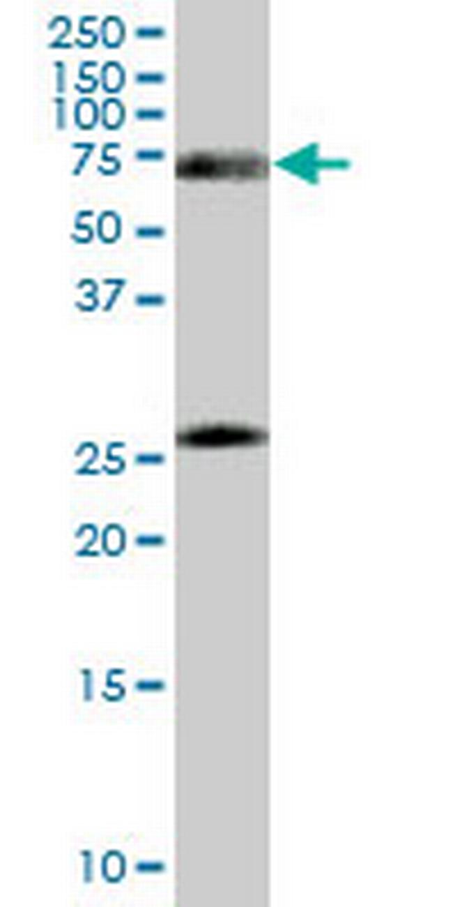 RXRA Antibody in Western Blot (WB)