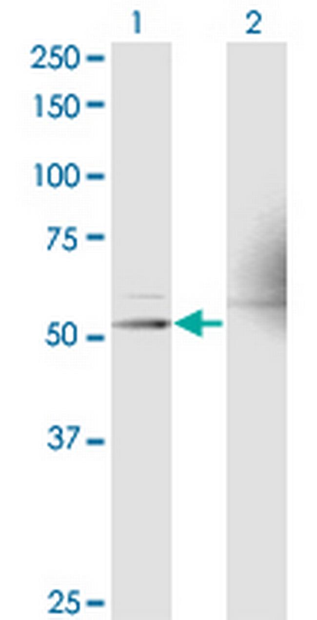 RXRA Antibody in Western Blot (WB)