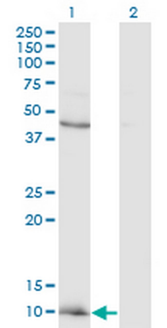 CCL2 Antibody in Western Blot (WB)