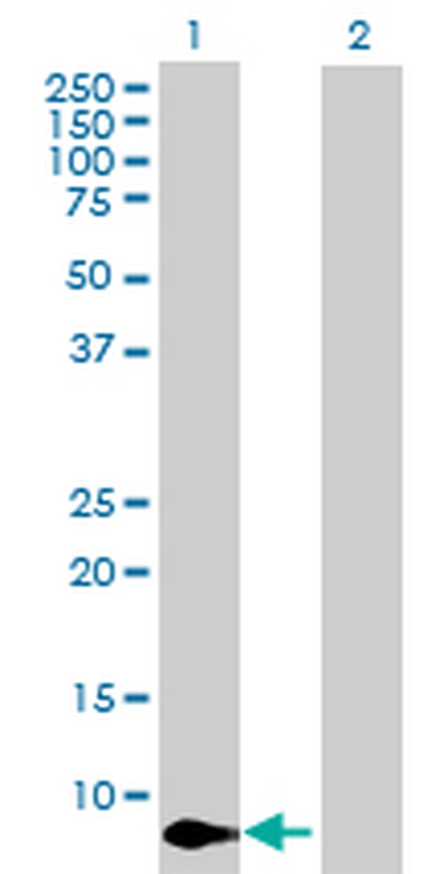 CXCL11 Antibody in Western Blot (WB)