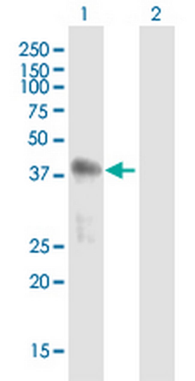 SFRS5 Antibody in Western Blot (WB)