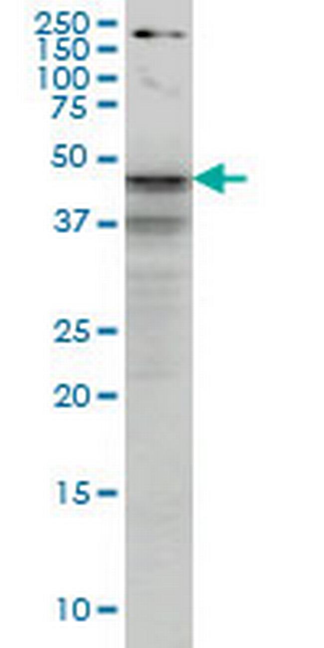 SHBG Antibody in Western Blot (WB)