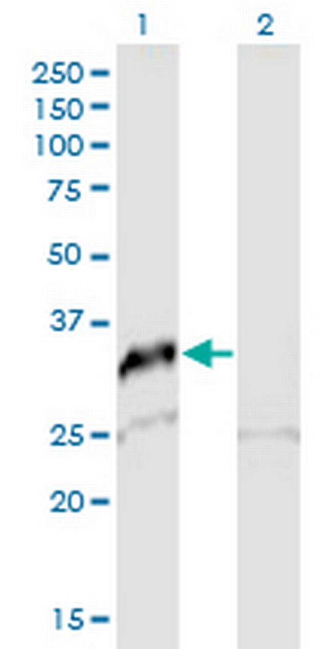 SNAI2 Antibody in Western Blot (WB)