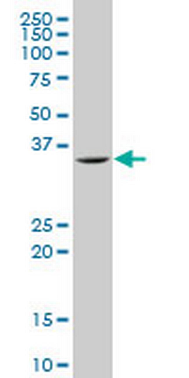 SNAI2 Antibody in Western Blot (WB)